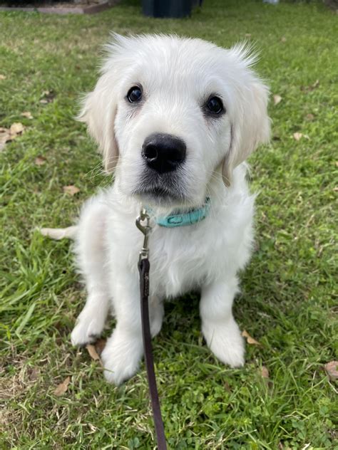Are you wondering why do puppies bite? Daisy is 12 weeks old today! Her specialties include ...