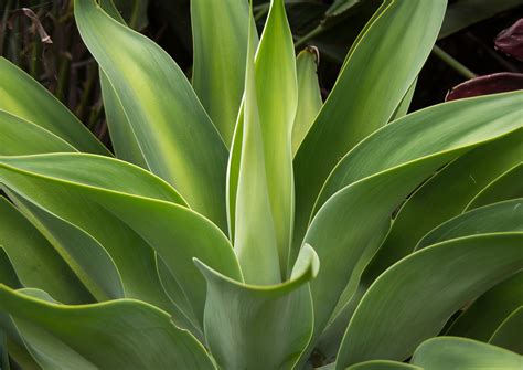 Free Images Leaf Flower Foliage Pattern Green Botany Succulent