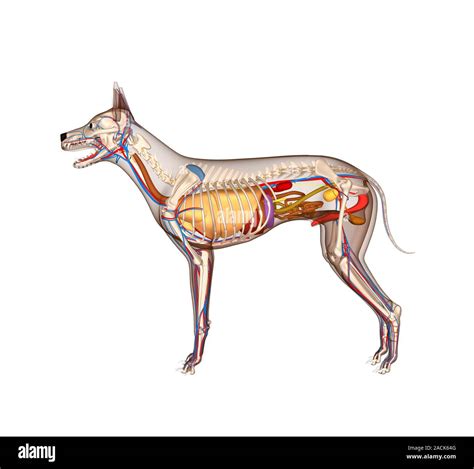 Dog Anatomy Computer Artwork Showing The Internal Anatomy Of A