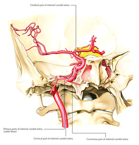 There are two internal carotid arteries in total, one on each side of the neck. Internal Carotid Artery - Earth's Lab