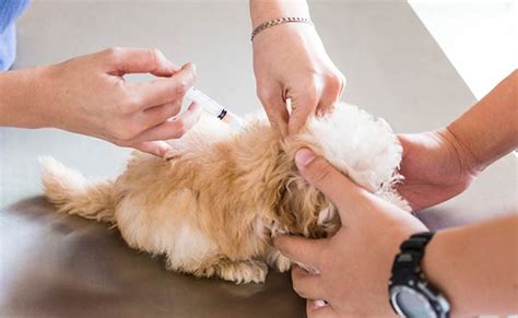 Puppy Shots Schedule A Complete Guide To Puppy Vaccinations