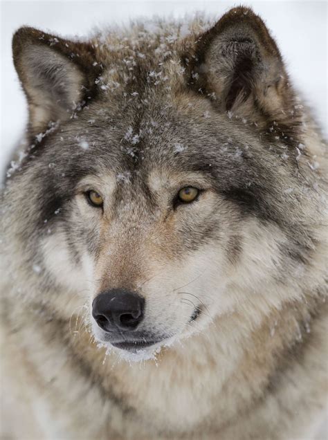 The Beauty Of Wildlife Timber Wolf Wolf Dog Wolf Photos