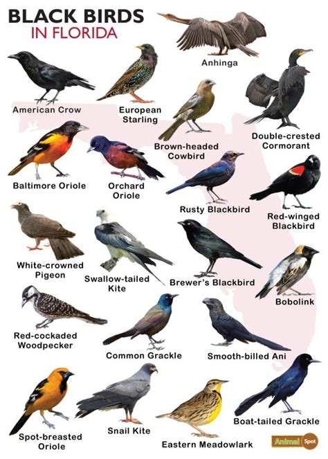 Black Birds In Florida Facts List Pictures