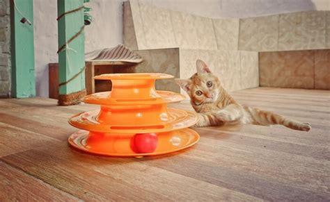 The 5 Best Interactive Cat Toys For Bored Cats In 2022 All About Cats