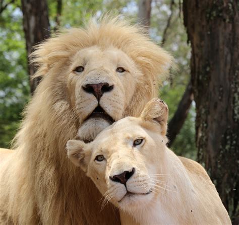 Lions In Love Foto And Bild Africa Southern Africa South Africa