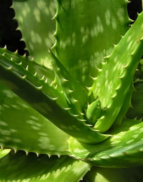 babosa aloe arborensis e a aloe barbadensis miller