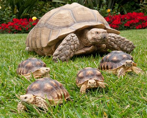 My Favorite Pet Of All Time Was An African Sulcata Tortoise