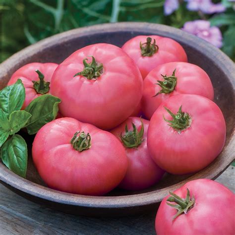 Burpee Big Pink Hybrid Tomato Seeds 40 Seeds Garden And Outdoor