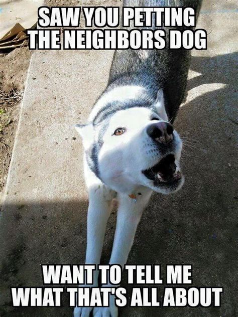 Pin By Mark Deavult On Husky Memes Dog Quotes Funny Funny Husky Meme