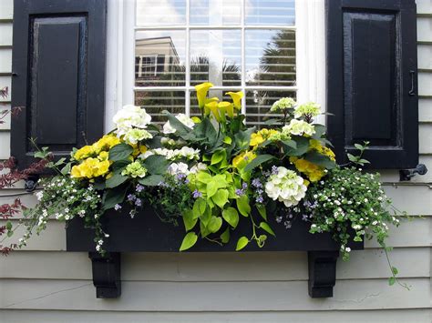 How to attract birds plants that attract butterflies best flowers for bees flowers that attract plant in full sun to partial shade. Black window box with black shutters, Tradd Street, Charle ...