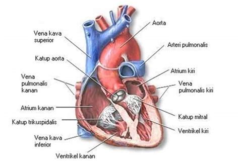 Mengenal Jantung Bagian Bagian Dan Fungsinya Bagi Tubuh Manusia Resep