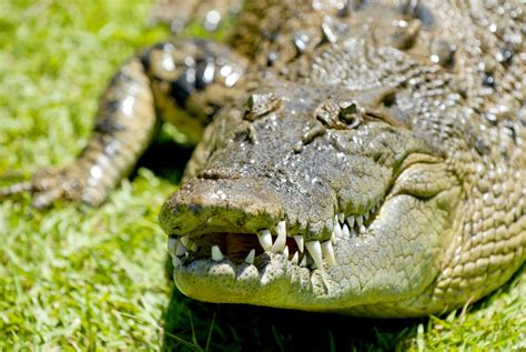Alligators Wild Animals News And Facts By World Animal Foundation