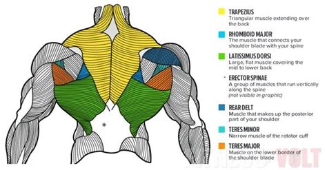 Right Upper Back Muscles