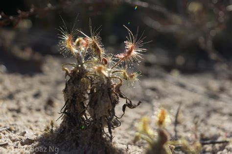 Drosera Scorpioides Species Profile Fierce Flora