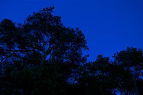 Night Forest On The Background Of Blue Sky Free Stock Photo By