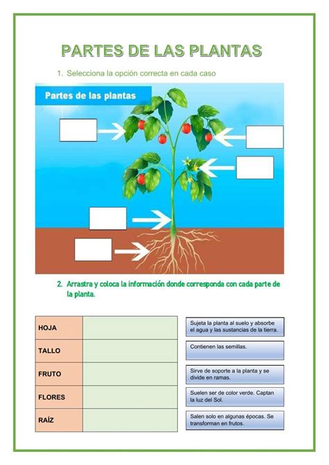 Partes De La Planta Y Sus Funciones Interactive Worksheet Live Worksheets