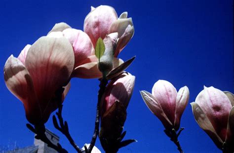 Chinese Tulip Tree Pictures Images Of Chinese Tulip Trees