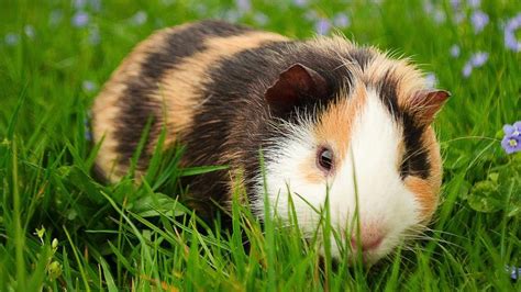 Despite their common name guinea pig suggest they definitely are not from pig family. Pin on Guinea pig stuff