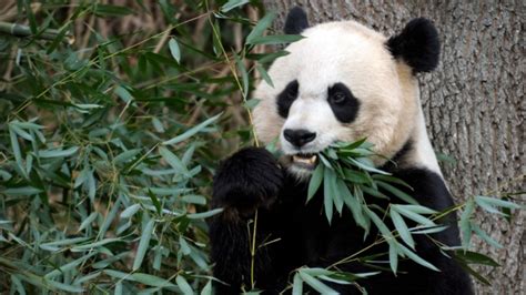 Dc Zoo Officials Hoping To Get Panda Mei Xiang Pregnant Again Ctv News