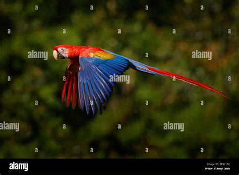 Red Parrot Flying In Dark Green Vegetation Scarlet Macaw Ara Macao