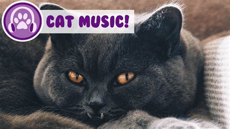 Relax Your Cat With Music How To Calm My Anxious Cat Down
