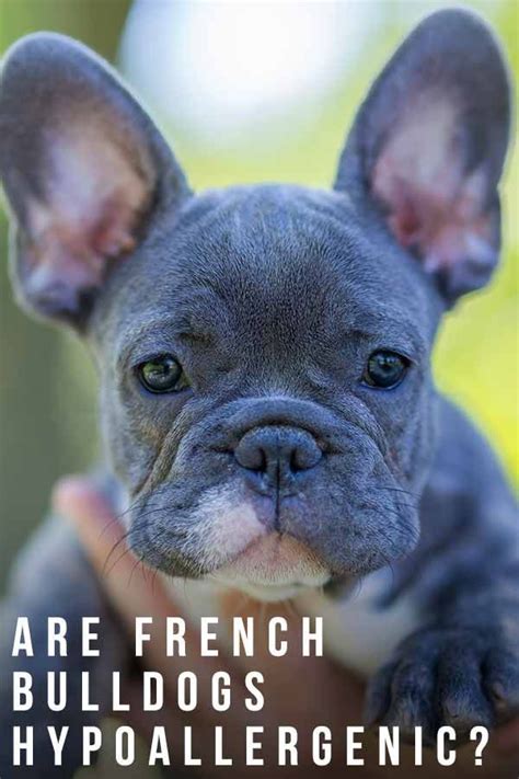 Are French Bulldogs Hypoallergenic Or Do They Trigger Dog Allergies