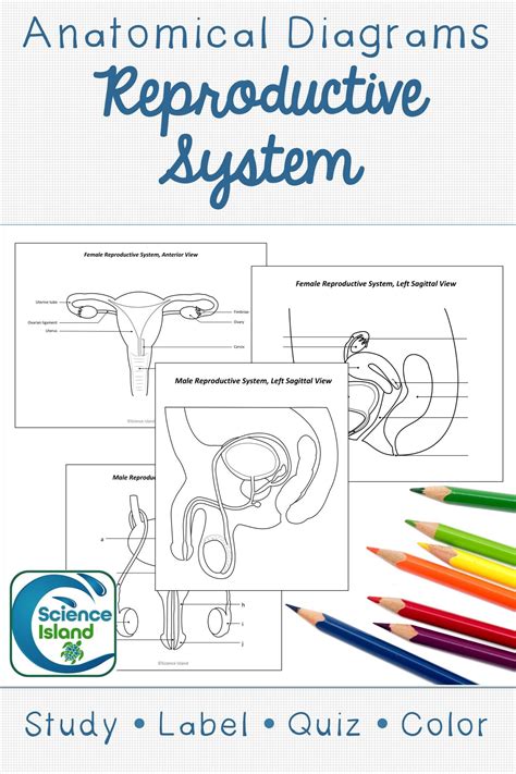 Anterior And Sagittal Views Of The Male And Female Reproductive Systems