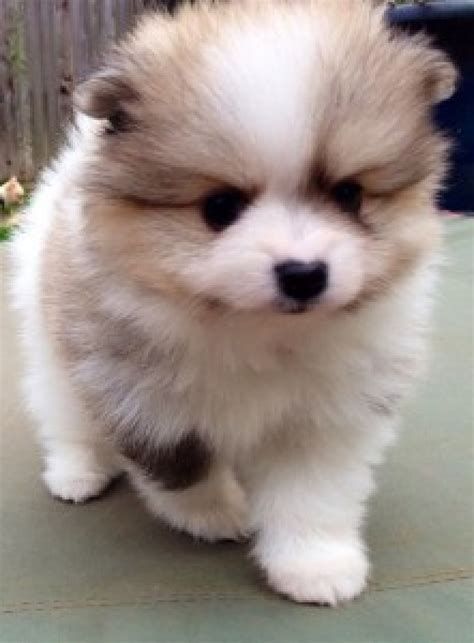 Teacup Pomeranian Puppies For Sale Dogs And Puppies Louisiana Free
