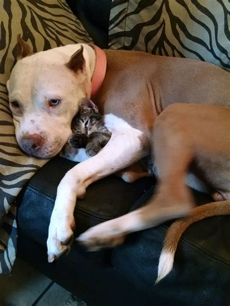 11 Pit Bulls Who Love The Cat More Than You