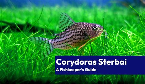 Ultimate Guide To Sterbai Corydoras A Fishkeepers Guide 🐠 Learn The