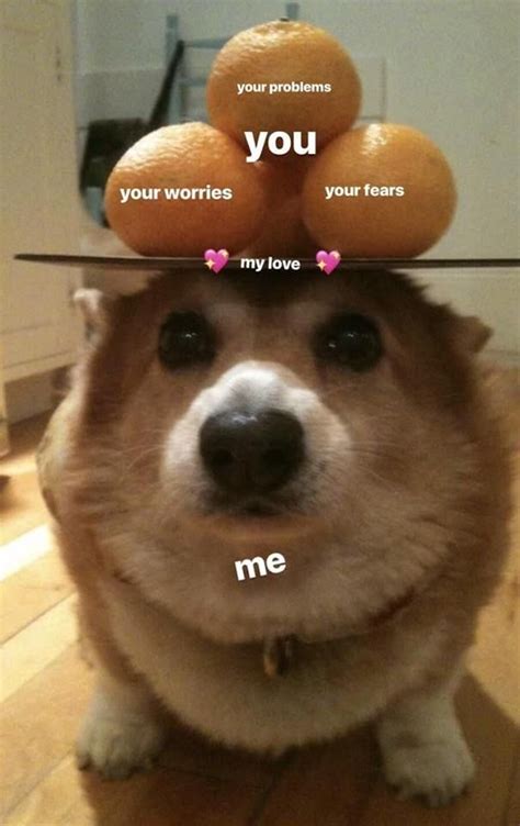Let Me Love You Meme Memes Cute Corgi Boy Supportive Wholesome Meme Dog