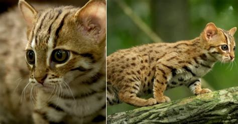 the signature chirp of one of the smallest wild cats in the world sounds just like a bird