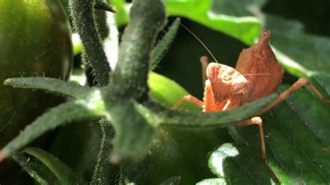 Where to buy praying mantis for garden. Praying mantis in my garden - YouTube