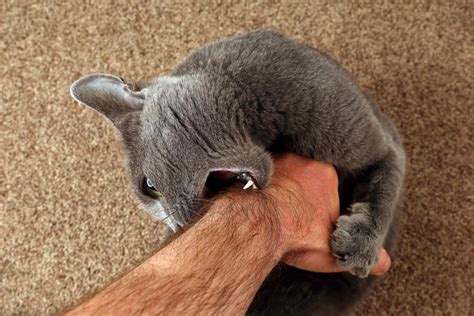 12 Reasons Why Do Cats Lick You Then Bite You Op Trendy