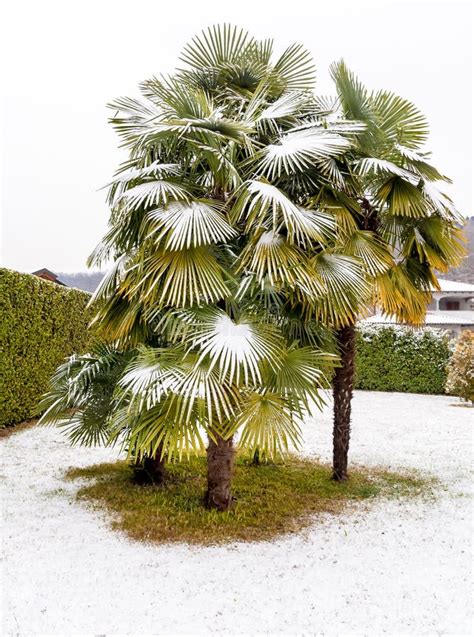 Palm Trees With Snow On It Stock Photo Image Of Tree 24200042