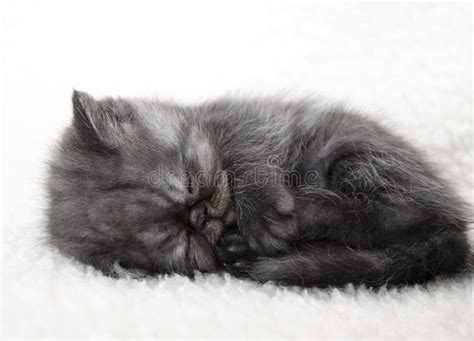 Sleeping Gray Kitten Stock Photo Image Of Baby Small 13620716