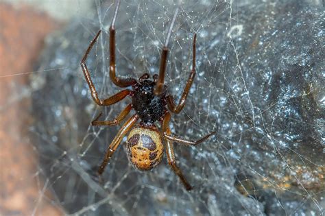 False Widow Spider Bites Can Transmit Harmful Antibiotic Resistant Bacteria