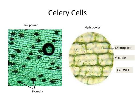 Ppt Iodine Stain Powerpoint Presentation Id1922886