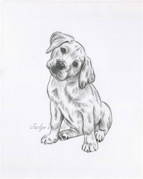 Black Lab Sketch At Explore Collection Of Black