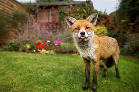 Understand Red Fox Behaviour Bbc Wildlife Magazine Discover Wildlife