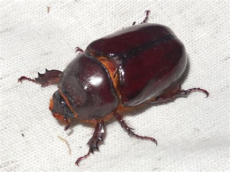 Der nashornkäfer (oryctes nasicornis) gehört zur familie der blatthornkäfer und steht bei uns unter naturschutz. Nashornkäfer Weibchen? - Käfer (Coleoptera) bestimmen - ACTIAS