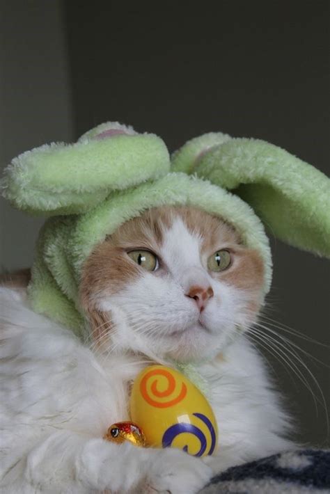 Cute Cats All Dressed Up For Easter 15 Photos Cute Cats Easter