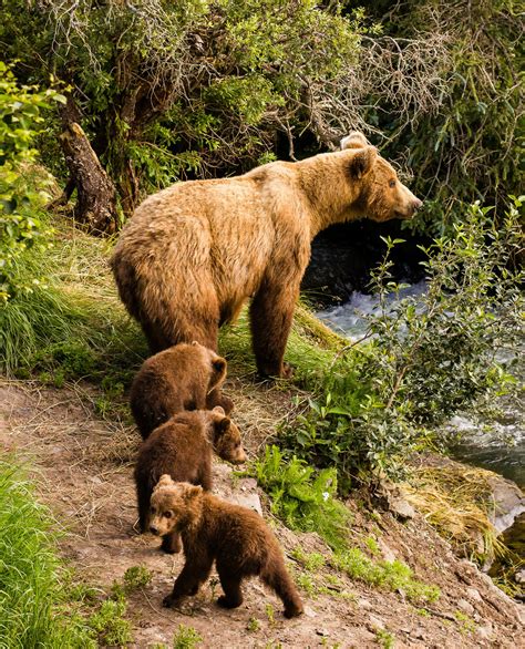 Brown Bear