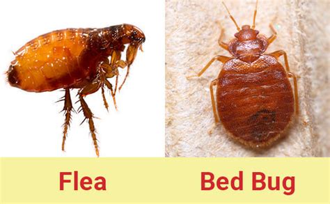 Do I Have Fleas Or Bed Bugs Dodson Pest Control