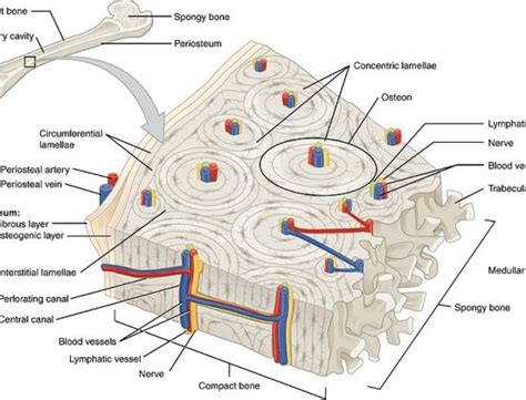 Difference Between Compact And Spongy Bone Definition Features Function