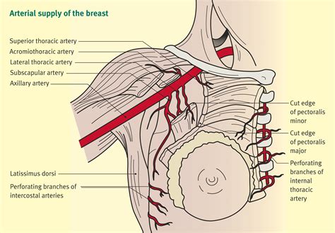 Anatomy And Physiology Of The Breast Surgery Oxford International