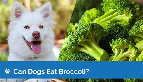 Can Dogs Eat Broccoli Is Broccoli Safe For Dogs Hepper