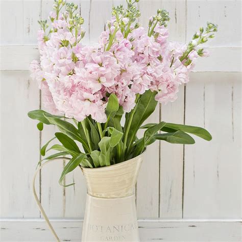 Light Pink Stock Greenchoice Flowers