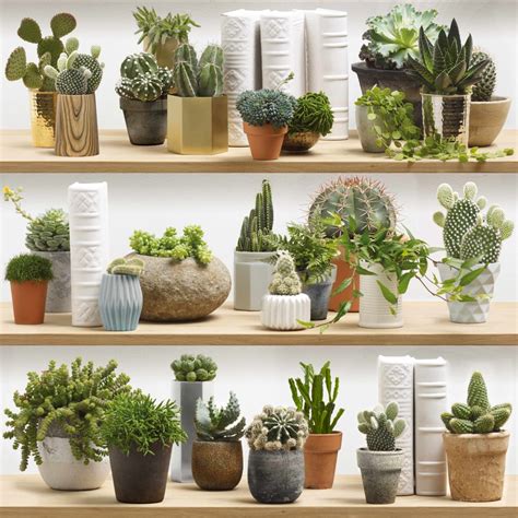 Stylish Cactus Shelves Christophe Living