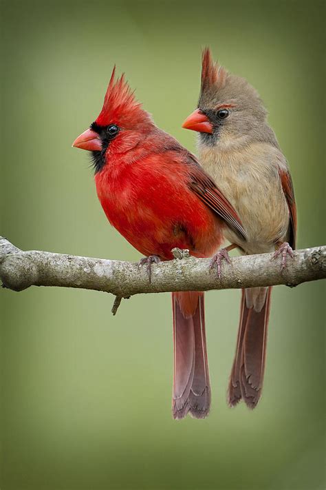 Mr And Mrs Northern Cardinal Photograph By Bonnie Barry Pixels